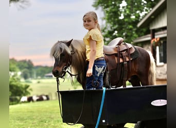 Weitere Ponys/Kleinpferde, Wallach, 10 Jahre, 89 cm, Palomino