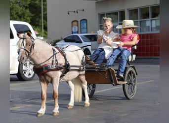 Weitere Ponys/Kleinpferde, Wallach, 10 Jahre, 89 cm, Schecke