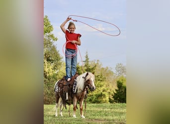 Weitere Ponys/Kleinpferde, Wallach, 10 Jahre, 89 cm, Schecke