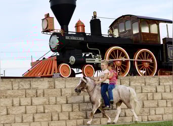 Weitere Ponys/Kleinpferde, Wallach, 10 Jahre, 89 cm, Schecke