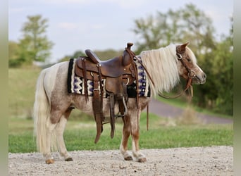 Weitere Ponys/Kleinpferde, Wallach, 10 Jahre, 89 cm, Schecke