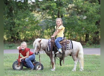 Weitere Ponys/Kleinpferde, Wallach, 10 Jahre, 89 cm, Schecke