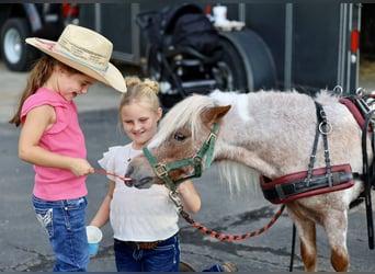 Weitere Ponys/Kleinpferde, Wallach, 10 Jahre, 89 cm, Schecke