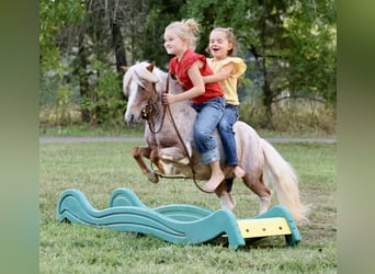 Weitere Ponys/Kleinpferde, Wallach, 10 Jahre, 89 cm, Schecke