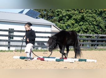 Weitere Ponys/Kleinpferde, Wallach, 10 Jahre, 91 cm, Rappe