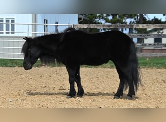 Weitere Ponys/Kleinpferde, Wallach, 10 Jahre, 91 cm, Rappe