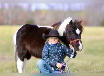 Weitere Ponys/Kleinpferde, Wallach, 10 Jahre, 91 cm, Schecke