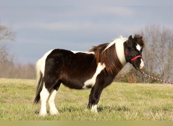 Weitere Ponys/Kleinpferde, Wallach, 10 Jahre, 91 cm, Schecke