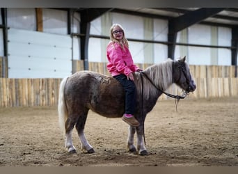 Weitere Ponys/Kleinpferde, Wallach, 10 Jahre, 91 cm, Schimmel
