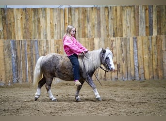 Weitere Ponys/Kleinpferde, Wallach, 10 Jahre, 91 cm, Schimmel