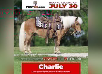 Weitere Ponys/Kleinpferde, Wallach, 10 Jahre, 94 cm, Rotfuchs
