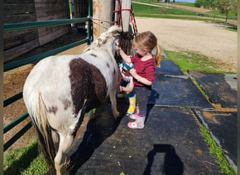 Weitere Ponys/Kleinpferde, Wallach, 10 Jahre, 95 cm, Schecke