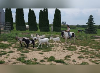 Weitere Ponys/Kleinpferde, Wallach, 10 Jahre, 95 cm, Schecke