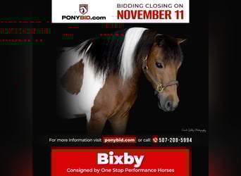 Weitere Ponys/Kleinpferde, Wallach, 10 Jahre, 99 cm, Schecke