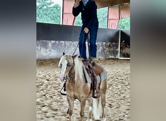 Weitere Ponys/Kleinpferde, Wallach, 10 Jahre, Palomino