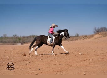 Weitere Ponys/Kleinpferde, Wallach, 10 Jahre, Schecke
