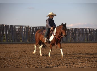 Weitere Ponys/Kleinpferde, Wallach, 10 Jahre, Schecke
