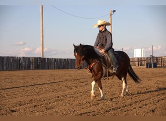 Weitere Ponys/Kleinpferde, Wallach, 10 Jahre, Schecke