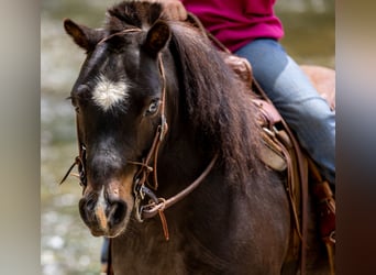 Weitere Ponys/Kleinpferde, Wallach, 11 Jahre, 102 cm, Rappe