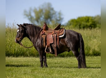 Weitere Ponys/Kleinpferde, Wallach, 11 Jahre, 102 cm, Rappe