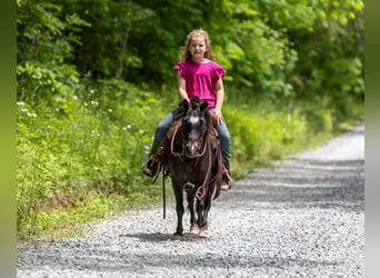 Weitere Ponys/Kleinpferde, Wallach, 11 Jahre, 102 cm, Rappe