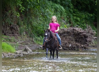 Weitere Ponys/Kleinpferde, Wallach, 11 Jahre, 102 cm, Rappe