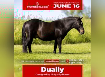 Weitere Ponys/Kleinpferde, Wallach, 11 Jahre, 102 cm, Rappe