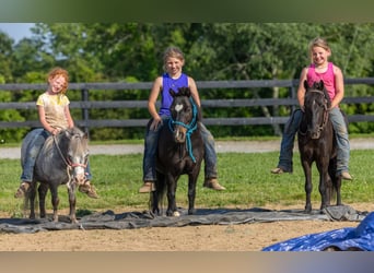 Weitere Ponys/Kleinpferde, Wallach, 11 Jahre, 102 cm, Rappe