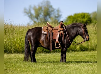 Weitere Ponys/Kleinpferde, Wallach, 11 Jahre, 102 cm, Rappe