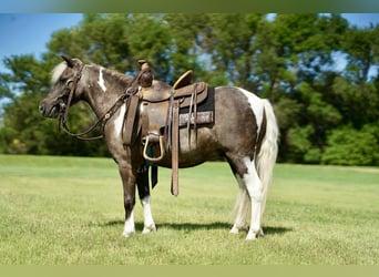 Weitere Ponys/Kleinpferde, Wallach, 11 Jahre, 107 cm, Schecke