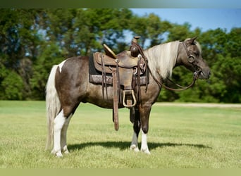 Weitere Ponys/Kleinpferde, Wallach, 11 Jahre, 107 cm, Schecke