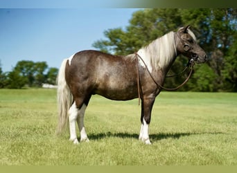 Weitere Ponys/Kleinpferde, Wallach, 11 Jahre, 107 cm, Schecke