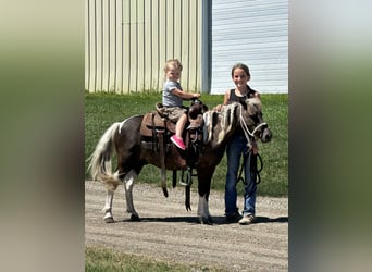Weitere Ponys/Kleinpferde, Wallach, 11 Jahre, 107 cm, Schecke