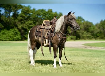 Weitere Ponys/Kleinpferde, Wallach, 11 Jahre, 107 cm, Schecke