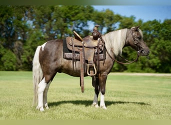 Weitere Ponys/Kleinpferde, Wallach, 11 Jahre, 107 cm, Schecke