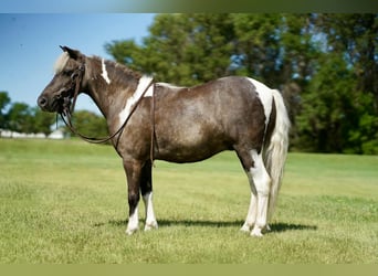 Weitere Ponys/Kleinpferde, Wallach, 11 Jahre, 107 cm, Schecke