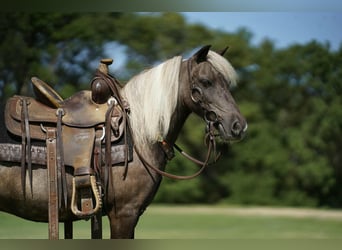 Weitere Ponys/Kleinpferde, Wallach, 11 Jahre, 107 cm, Schecke