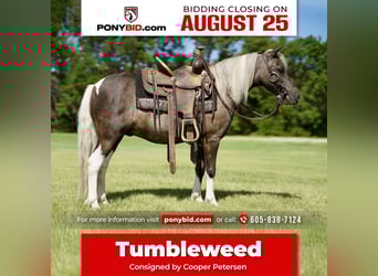 Weitere Ponys/Kleinpferde, Wallach, 11 Jahre, 107 cm, Schecke
