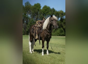Weitere Ponys/Kleinpferde, Wallach, 11 Jahre, 107 cm, Schecke