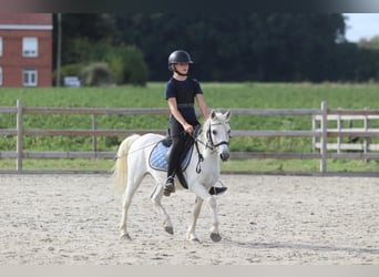Weitere Ponys/Kleinpferde, Wallach, 11 Jahre, 116 cm, White