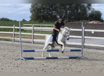 Weitere Ponys/Kleinpferde, Wallach, 11 Jahre, 116 cm, White