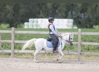 Weitere Ponys/Kleinpferde, Wallach, 11 Jahre, 116 cm, White
