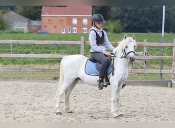 Weitere Ponys/Kleinpferde, Wallach, 11 Jahre, 116 cm, White