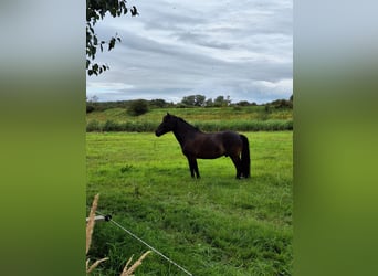 Weitere Ponys/Kleinpferde, Wallach, 11 Jahre, 128 cm, Dunkelbrauner