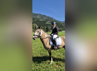 Weitere Ponys/Kleinpferde, Wallach, 11 Jahre, 130 cm, Buckskin