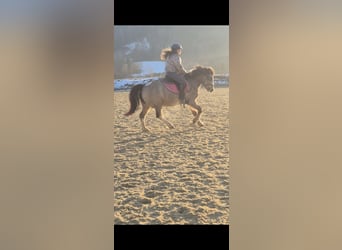 Weitere Ponys/Kleinpferde, Wallach, 11 Jahre, 130 cm, Buckskin