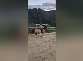 Weitere Ponys/Kleinpferde, Wallach, 11 Jahre, 130 cm, Buckskin