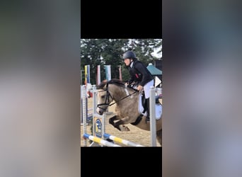 Weitere Ponys/Kleinpferde, Wallach, 11 Jahre, 130 cm, Buckskin