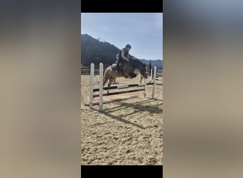 Weitere Ponys/Kleinpferde, Wallach, 11 Jahre, 130 cm, Buckskin