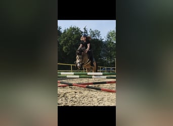 Weitere Ponys/Kleinpferde, Wallach, 11 Jahre, 130 cm, Buckskin